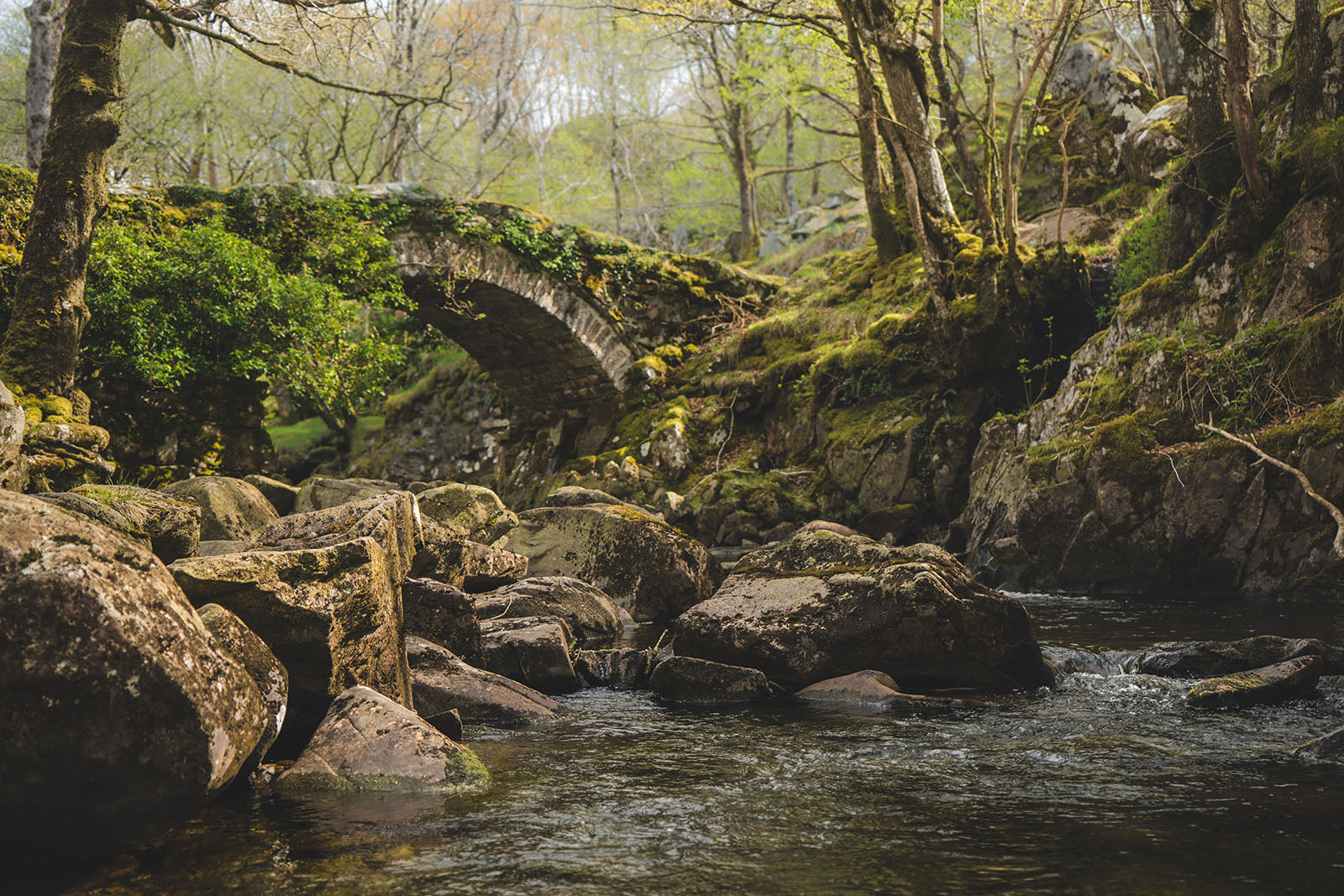 Britain’s Best Rainforests